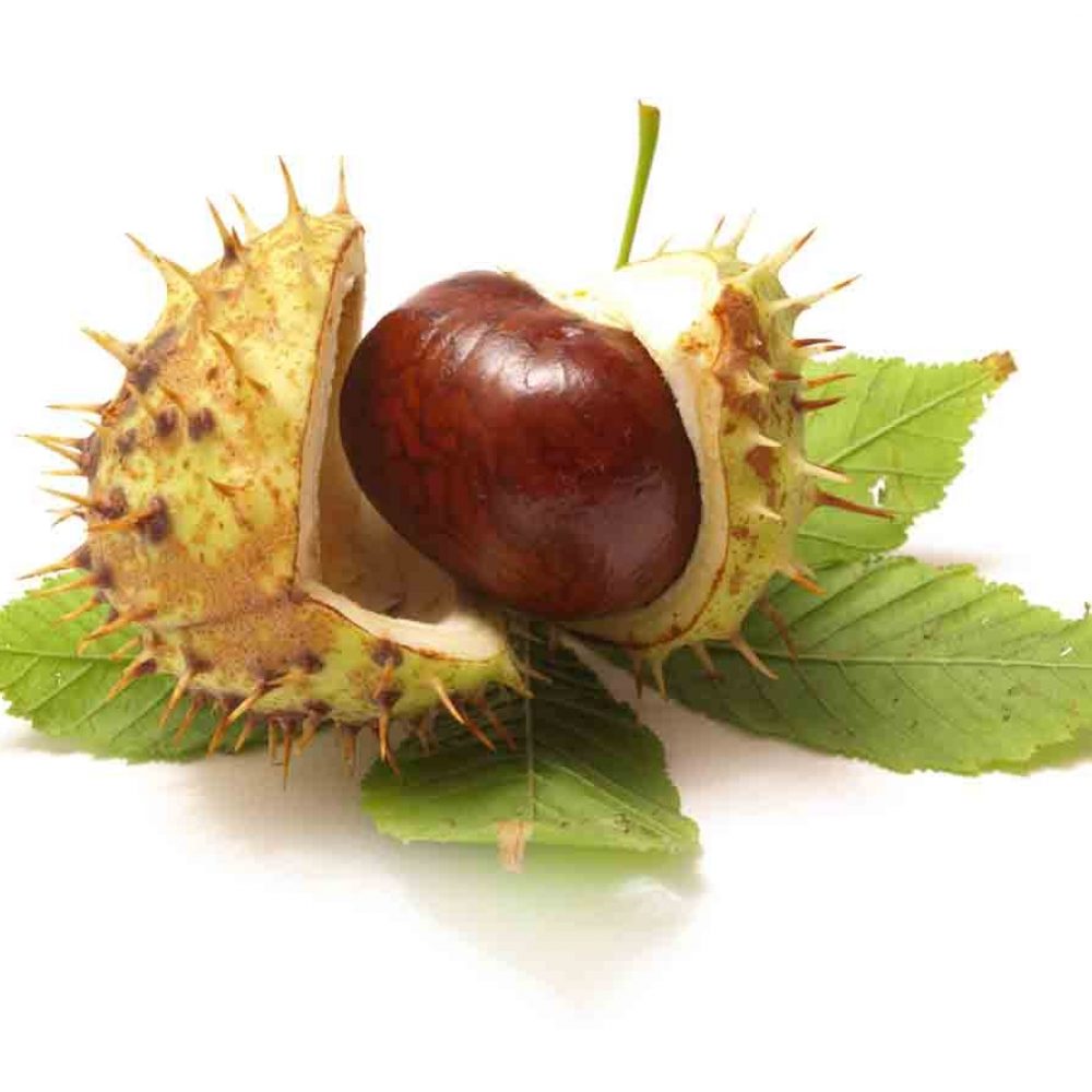 Ιπποκαστανέα Έλαιο (Chestnut Oil)